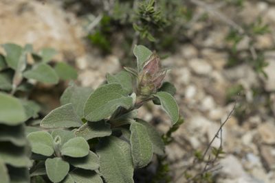 Cistus parviflorus, photographed by Eleftherios Katsillis