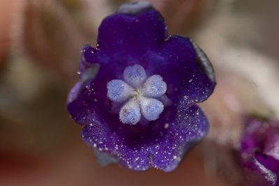 Anchusa hybrida, photographed by Eleftherios Katsillis