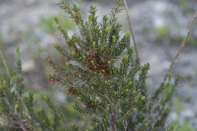 Erica manipuliflora, photographed by Eleftherios Katsillis
