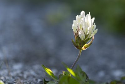 Trifolium clypeatum, photographed by Eleftherios Katsillis