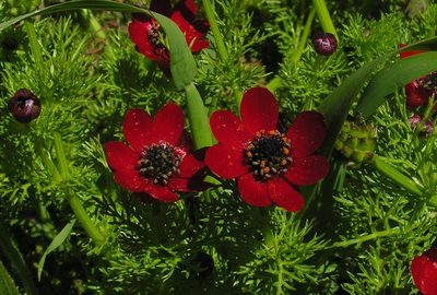 Adonis annua, photographed by Todd Boland