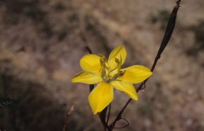 Moraea bituminosa, photographed by Tom Lloyd Evans