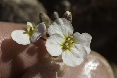 Physaria purpurea, photographed by Craig Martin