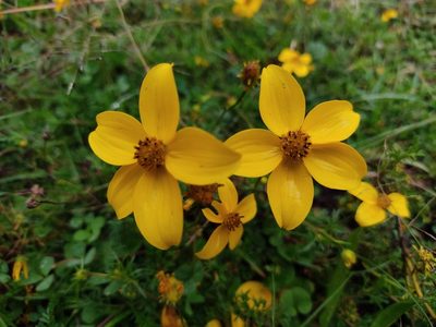 Bidens andicola, photographed by sandy-espinozaf