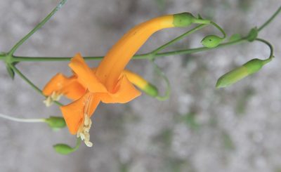 Amphilophium stamineum, photographed by Brian Oakes Haiti Hunter