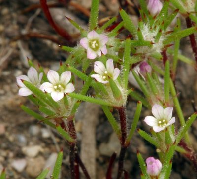 Navarretia divaricata, photographed by Steve Matson