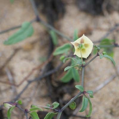 Physalis glabra, photographed by Bill Levine