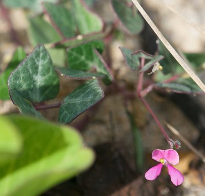 Phaseolus filiformis, photographed by Bill Levine