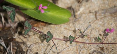 Phaseolus filiformis, photographed by Bill Levine