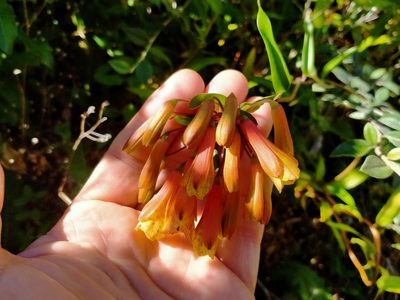 Bomarea multiflora, photographed by John Barkla