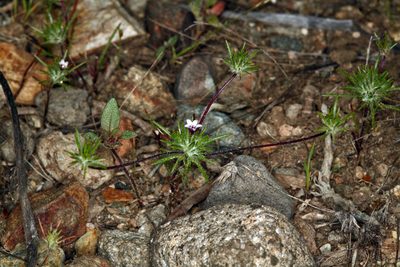 Navarretia torreyella, photographed by Steve Matson