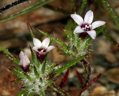 Navarretia torreyella, photographed by Steve Matson