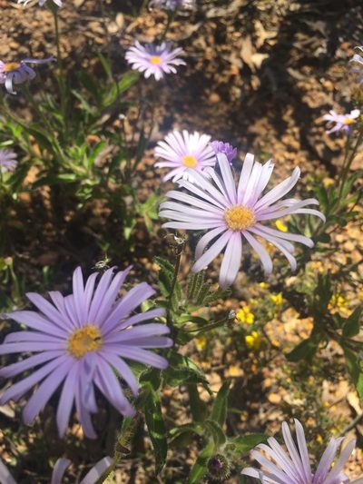 Olearia rudis, photographed by pimelea
