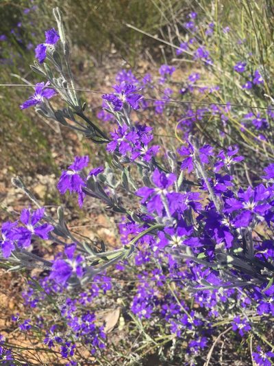 Dampiera lavandulacea, photographed by pimelea