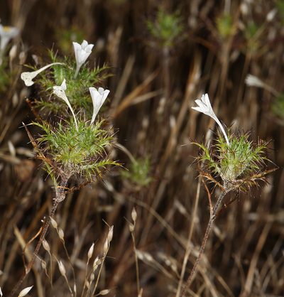 Navarretia tagetina, photographed by Steve Matson