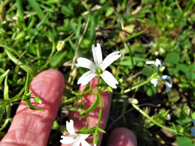 Sabulina muscorum, photographed by Annika Lindqvist