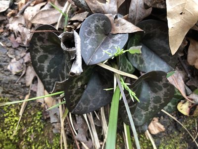Asarum minus, photographed by John Kees