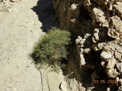 Zygophyllum laeve, photographed by Diana
