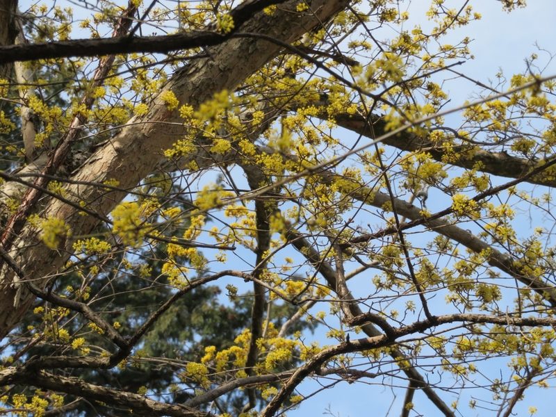 Cornus officinalis, photographed by IMORI MIHO