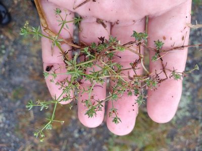 Galium divaricatum, photographed by Leon Perrie