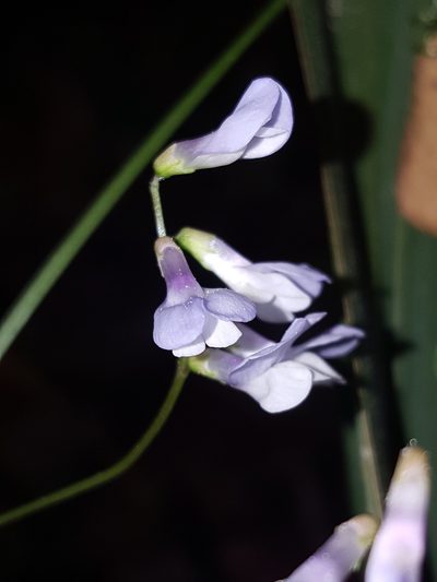 Vicia floridana, photographed by Alex Abair