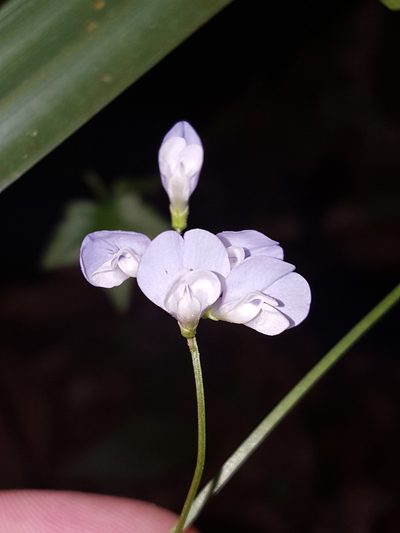 Vicia floridana, photographed by Alex Abair