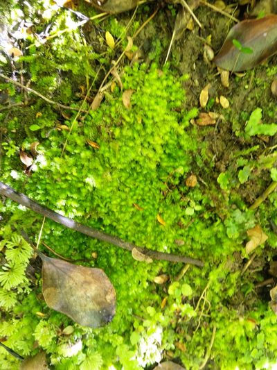 Schistochila balfouriana, photographed by Paula Greer
