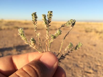 Johnstonella albida, photographed by Cecelia Alexander