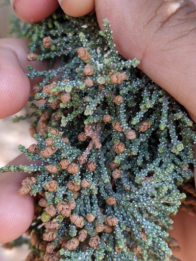 Hesperocyparis macnabiana, photographed by My-Lan Le