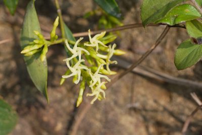 Anodendron affine, photographed by Moogoo Lee