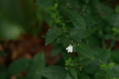 Rhinacanthus nasutus, photographed by Moogoo Lee