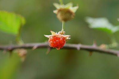 Rubus corchorifolius, photographed by Moogoo Lee