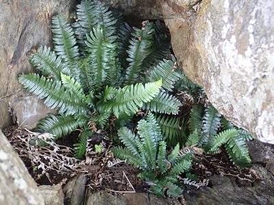 Austroblechnum durum, photographed by Peter de Lange