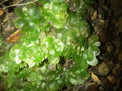 Treubia lacunosa, photographed by Alice Shanks
