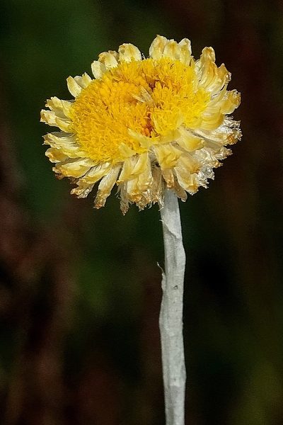 Coronidium monticola, photographed by Max Campbell
