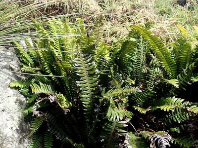 Austroblechnum durum, photographed by Peter de Lange