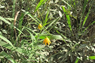 Gloriosa modesta, photographed by James Deacon
