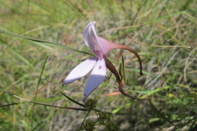 Brownleea macroceras, photographed by James Deacon