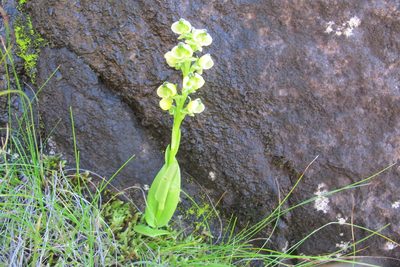 Pterygodium leucanthum, photographed by James Deacon