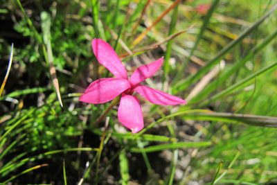 Hypoxis baurii, photographed by James Deacon