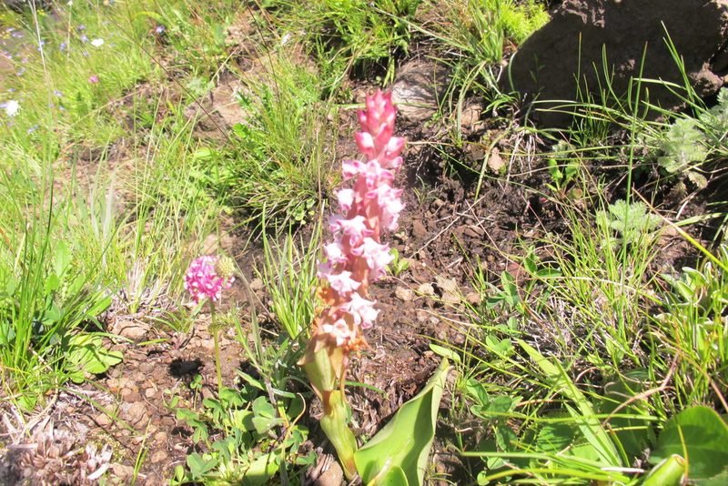 Satyrium neglectum, photographed by James Deacon
