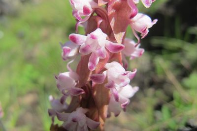 Satyrium neglectum, photographed by James Deacon