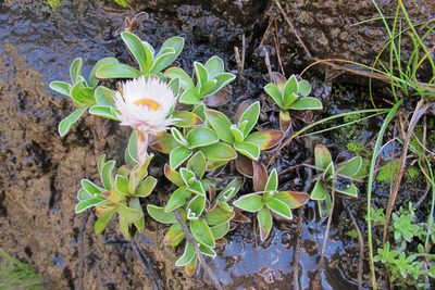 Helichrysum marginatum, photographed by James Deacon