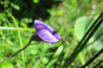 Lotononis galpinii, photographed by James Deacon