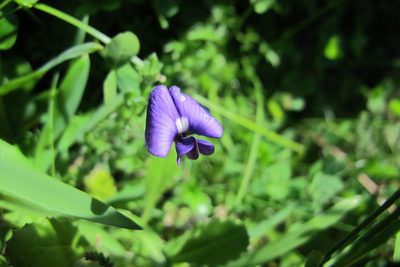 Lotononis galpinii, photographed by James Deacon