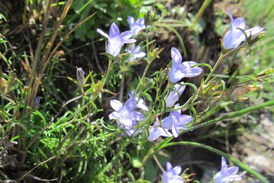 Wahlenbergia doleritica, photographed by James Deacon