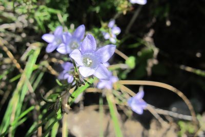 Wahlenbergia doleritica, photographed by James Deacon