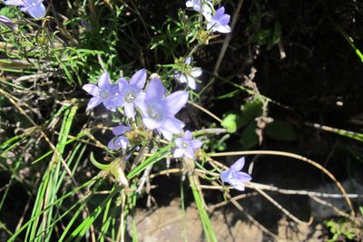 Wahlenbergia doleritica, photographed by James Deacon