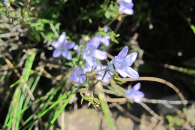 Wahlenbergia doleritica, photographed by James Deacon