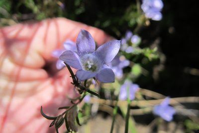 Wahlenbergia doleritica, photographed by James Deacon